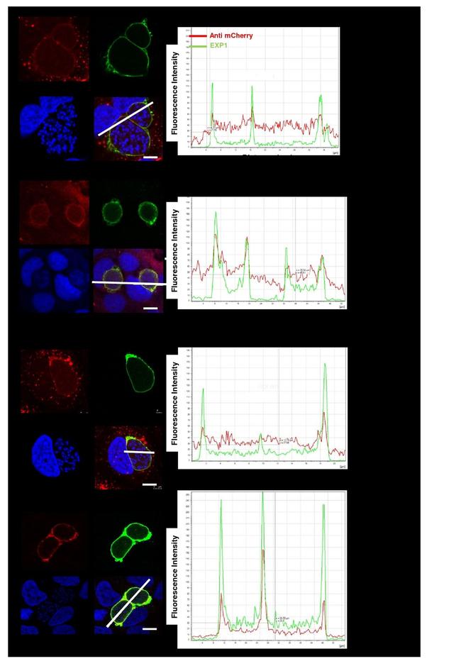 MCHERRY RAT MONOCLONALANTIBODY