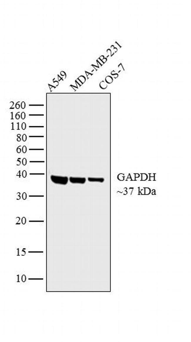 ANTI-HU/MO GAPDH FF26A PUR MAB