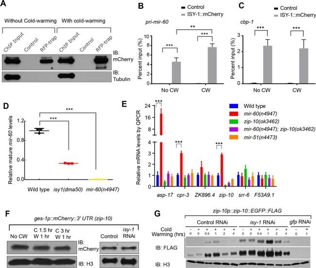 MCHERRY RAT MONOCLONALANTIBODY