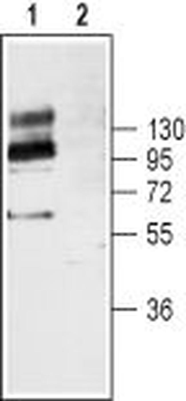 TRKB (EXTRACELLULAR) ANTIBODY