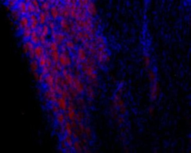 TRPC3 ANTIBODY ATTO 594