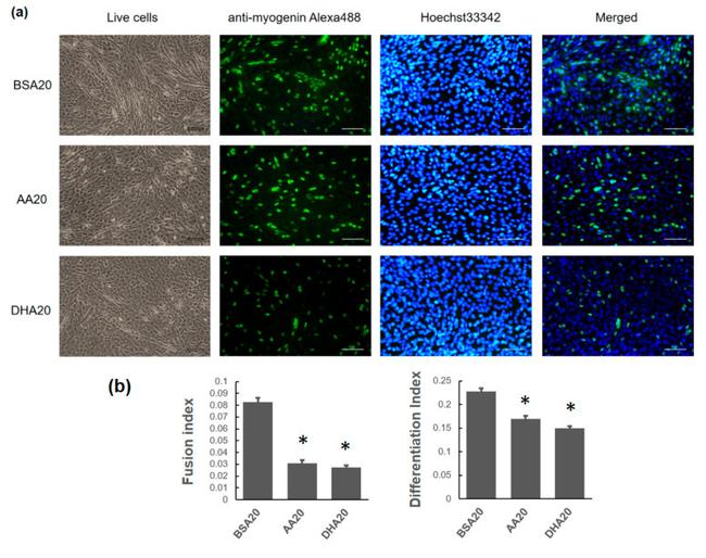 ANTI-MYOGENIN F5D PUR MAB
