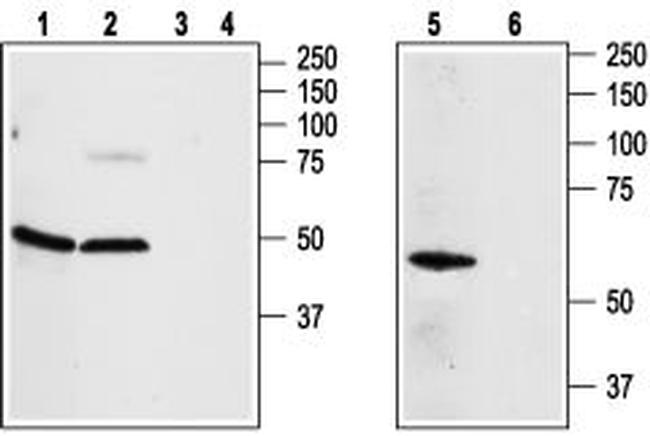 ADENOSINE A2A RECEPTOR ANTIBOD