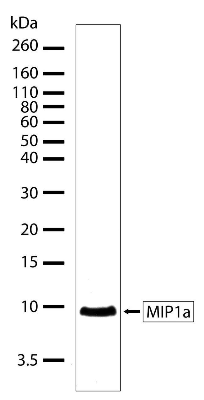 CCL3 ANTIBODY