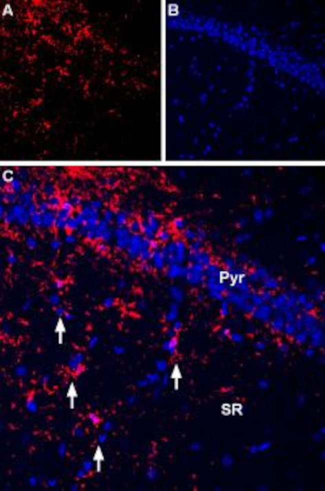 P2X7 RECEPTOR ANTIBODY ATTO 55