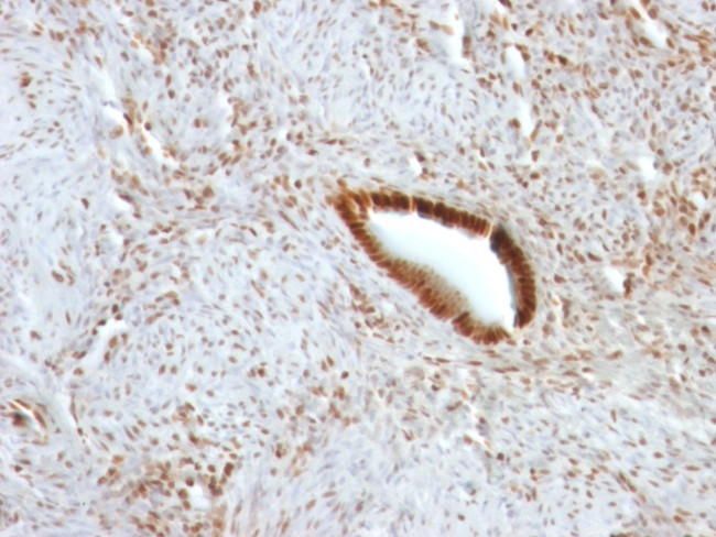 NUCLEOLIN