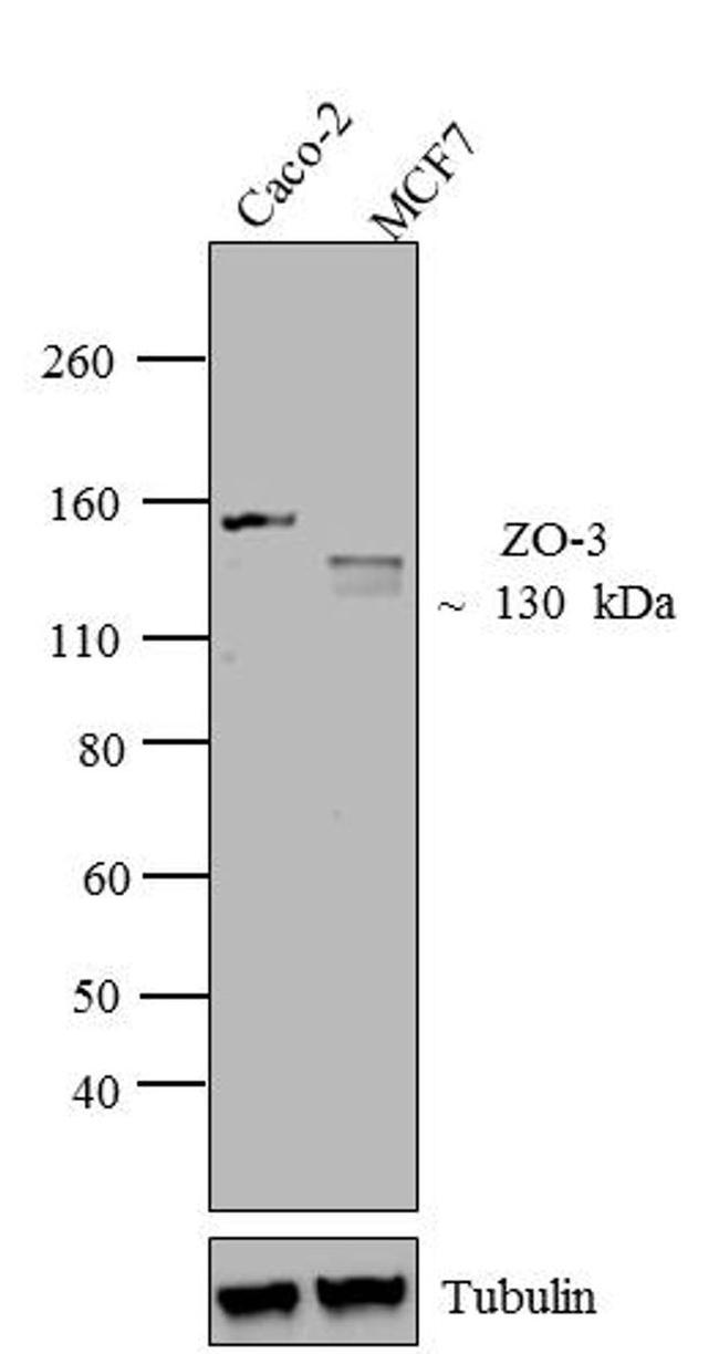 RBIT ANTI-ZO-3 MID PAB