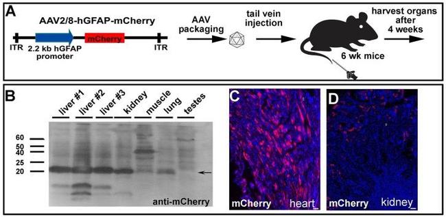 MCHERRY RAT MONOCLONALANTIBODY