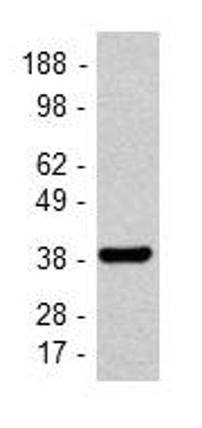 ANTI-HU/MO GAPDH FF26A PUR MAB