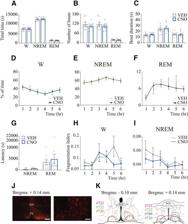 MCHERRY RAT MONOCLONALANTIBODY
