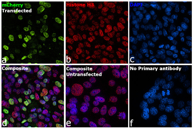MCHERRY RAT MONOCLONALANTIBODY
