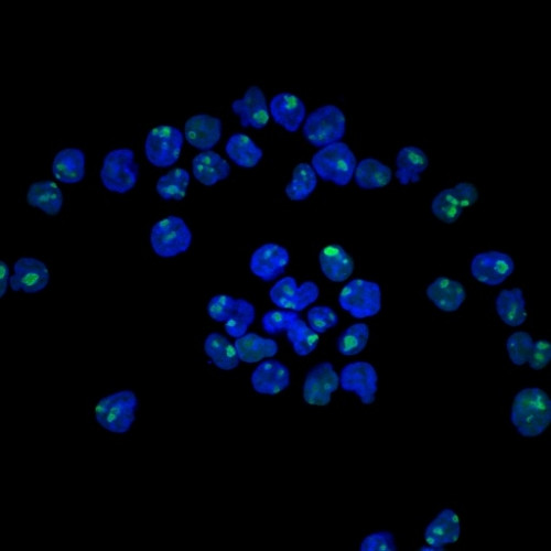 NUCLEOLIN