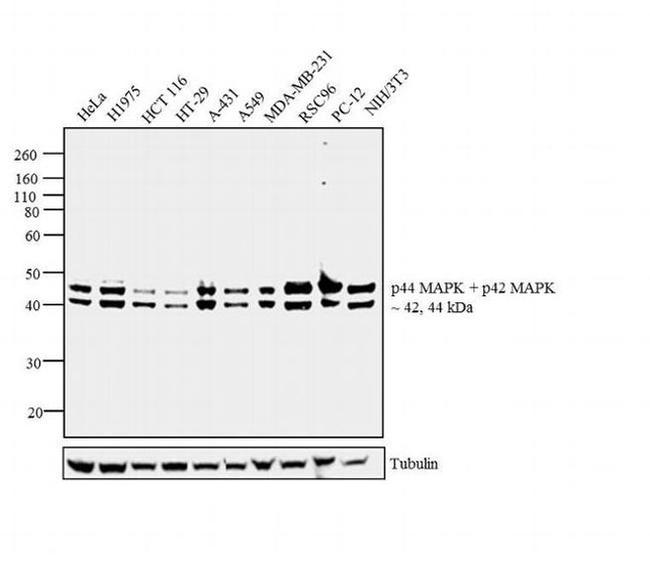 ERK1/ERK2 ANTIBODY