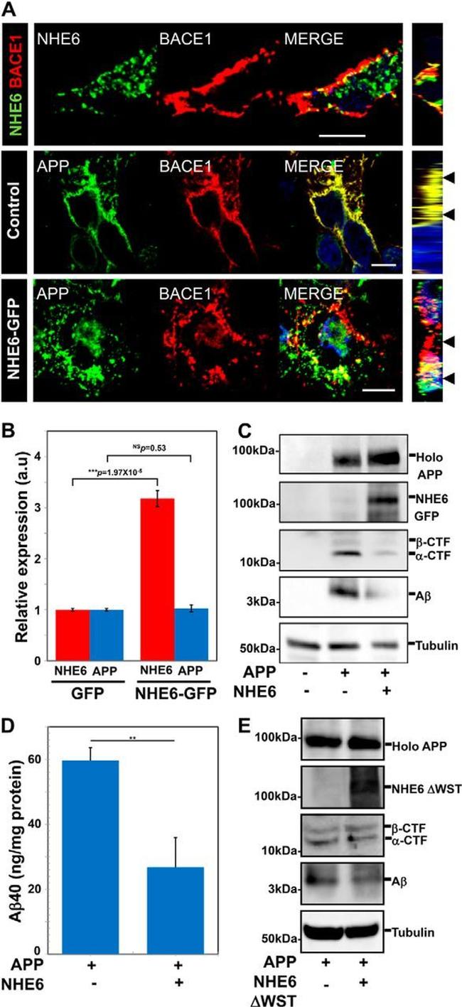 MCHERRY RAT MONOCLONALANTIBODY