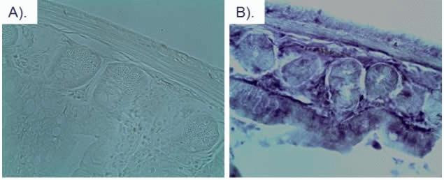 MCHERRY RAT MONOCLONALANTIBODY