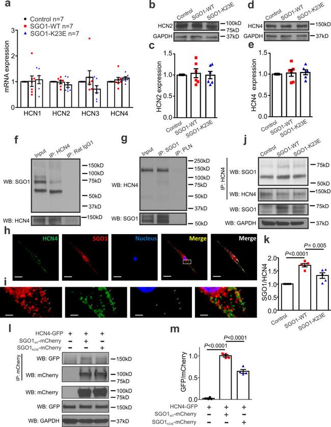 MCHERRY RAT MONOCLONALANTIBODY