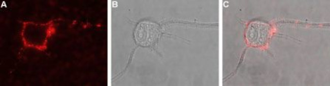 TRKB (EXTRACELLULAR) ANTIBODY