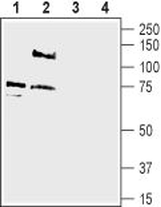 PAN ASIC (EXTRACELLULAR) ANTIB