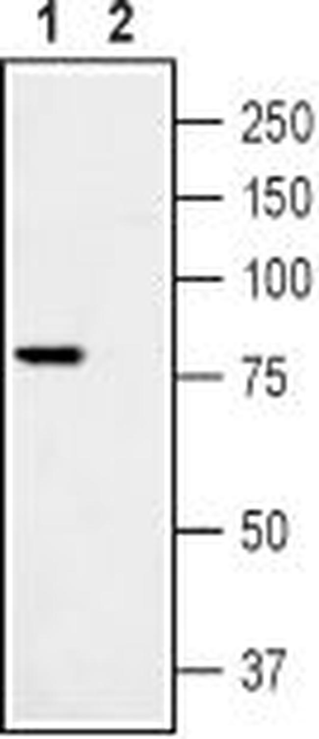 TRPV1 (VR1) ANTIBODY