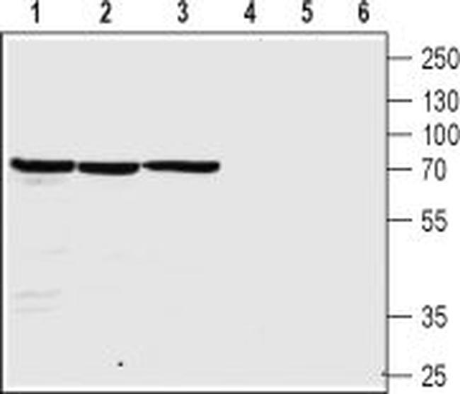 NICOTINIC ACETYLCHOLINE RECEPT