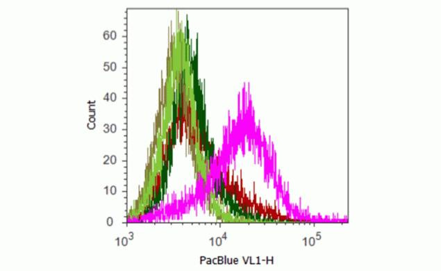 MCHERRY RAT MONOCLONALANTIBODY