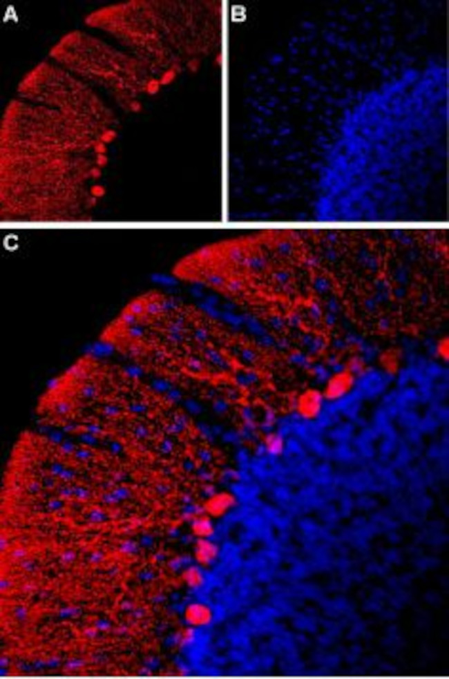 HCN2 ANTIBODY ATTO 594