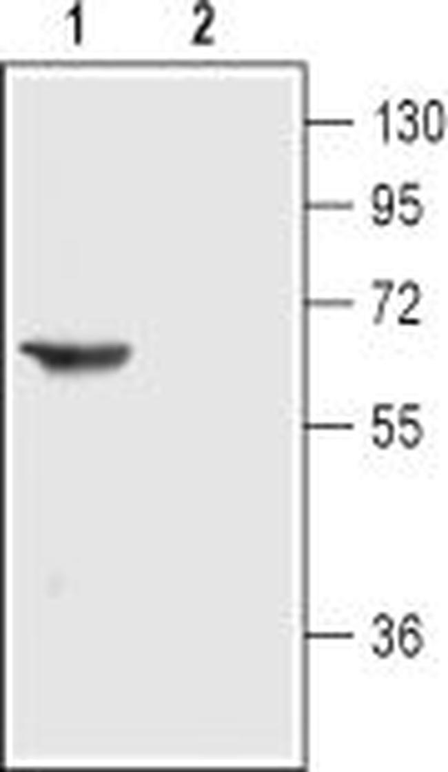 NICOTINIC ACETYLCHOLINE RECEPT