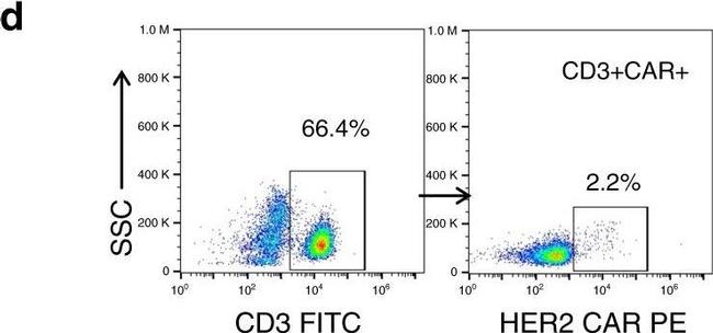 ANTI-HU IGG FCG-SP PE