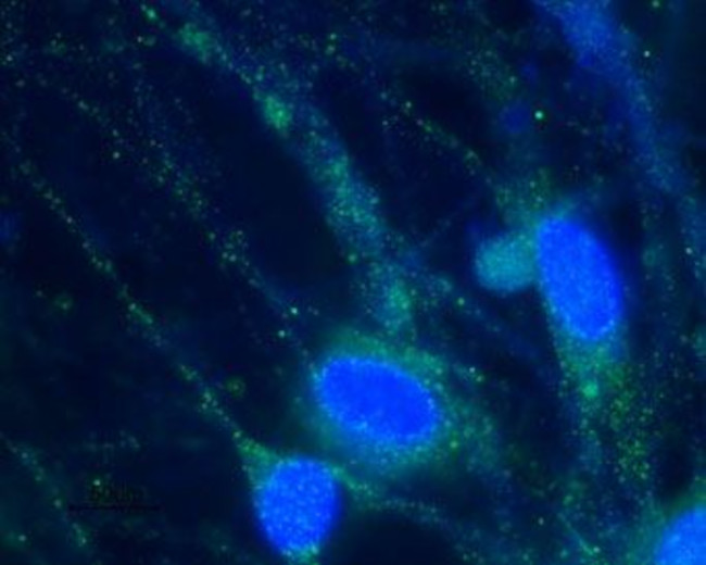 HCN2 ANTIBODY