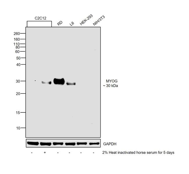 ANTI-MYOGENIN F5D PUR MAB
