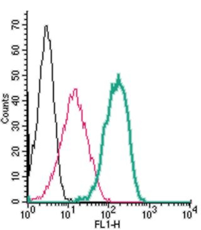 TRPV1 (EXTRACELLULAR) ANTIBODY