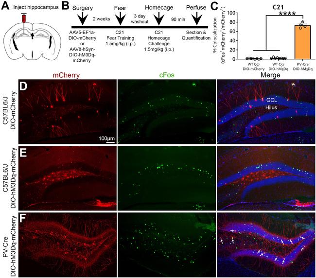 MCHERRY RAT MONOCLONALANTIBODY