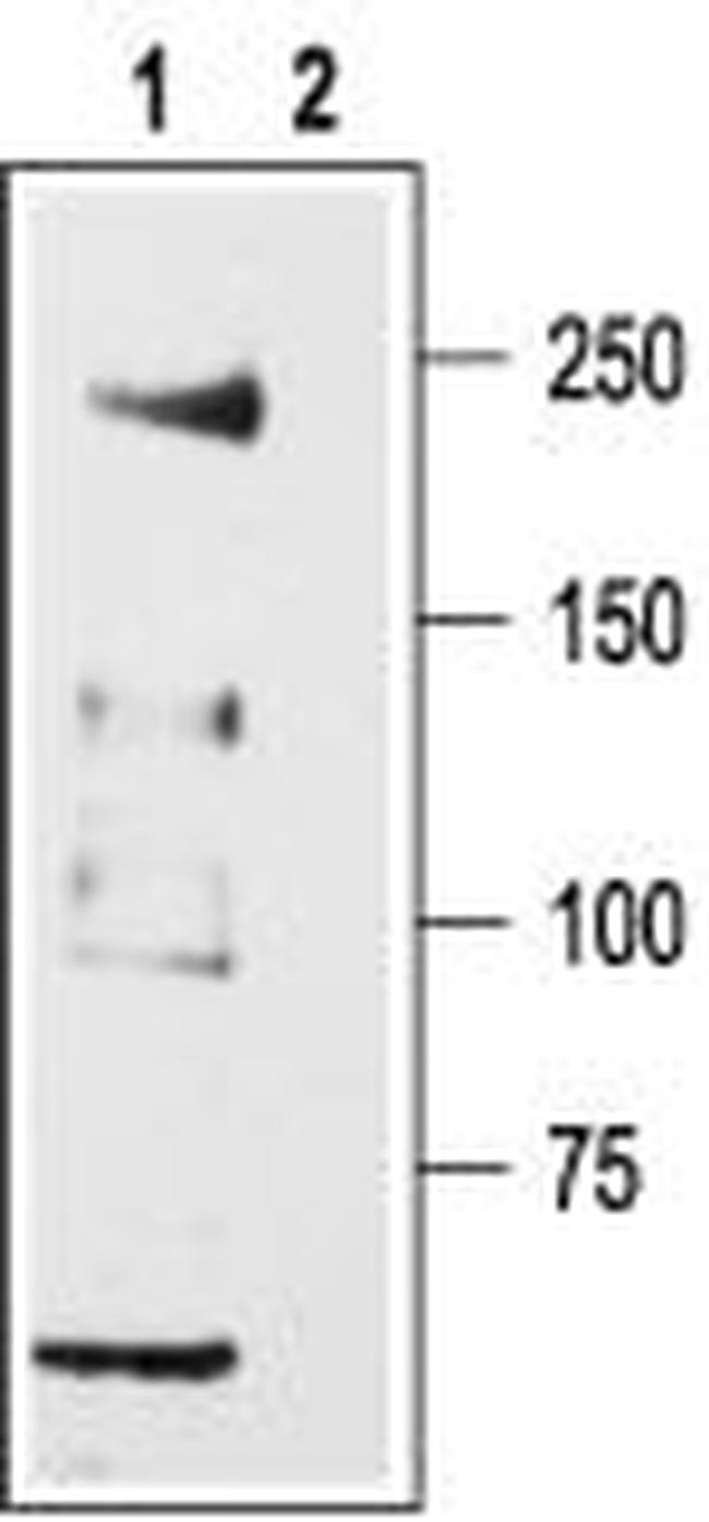 CAV3.2 (CACNA1H) ANTIBODY