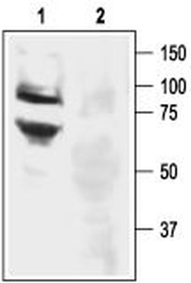 ASIC3 ANTIBODY