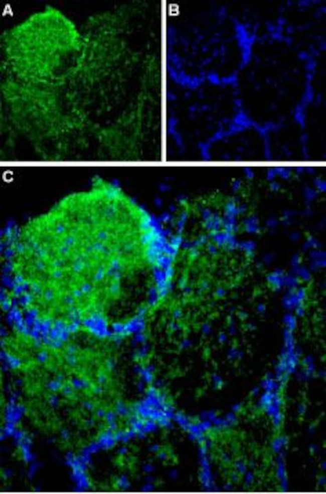 PIEZO1 ANTIBODY