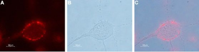 PANNEXIN 2 (EXTRACELLULAR) ANT