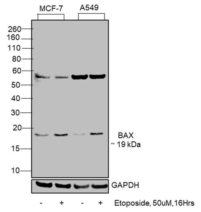 ANTI-BAX 6A7 PUR MAB