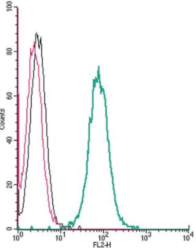 P2X4 RECEPTOR (EXTRACELLULAR)