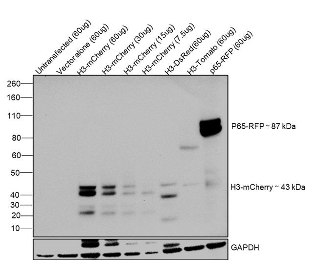 MCHERRY RAT MONOCLONALANTIBODY