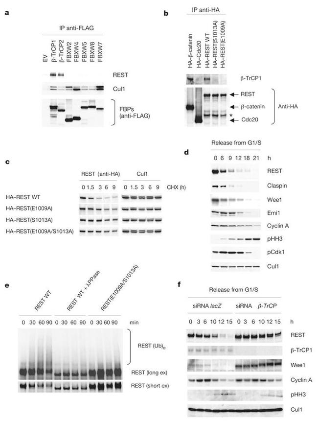 CULLIN 1 2H4C9 MAB