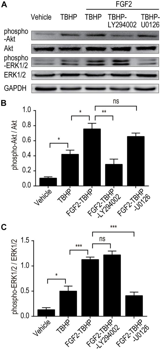 ERK1/ERK2 ANTIBODY