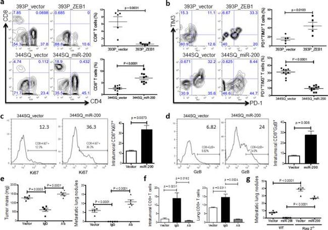 MO CD366 RMT3-23 PE-CYN7 MAB