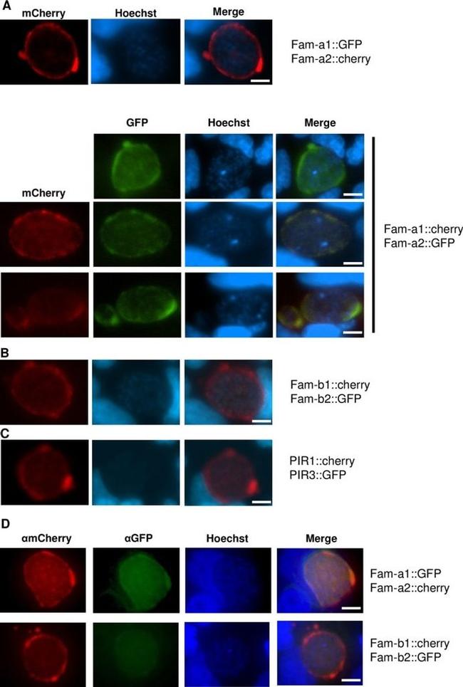 MCHERRY RAT MONOCLONALANTIBODY