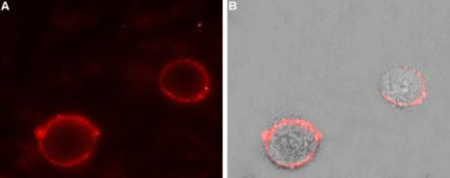 TPCN2 ANTIBODY