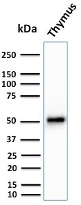 CYTOKERATIN 15 (ESOPHAGEAL SQU