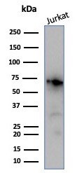 NUCLEOLIN (MARKER OF HUMAN CEL