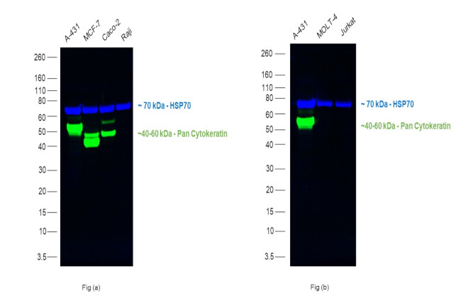 ANTI-PAN CYTOKERATIN AF488 MAB