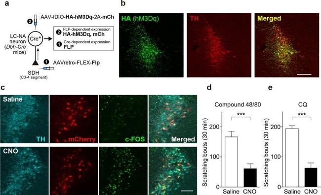 MCHERRY RAT MONOCLONALANTIBODY