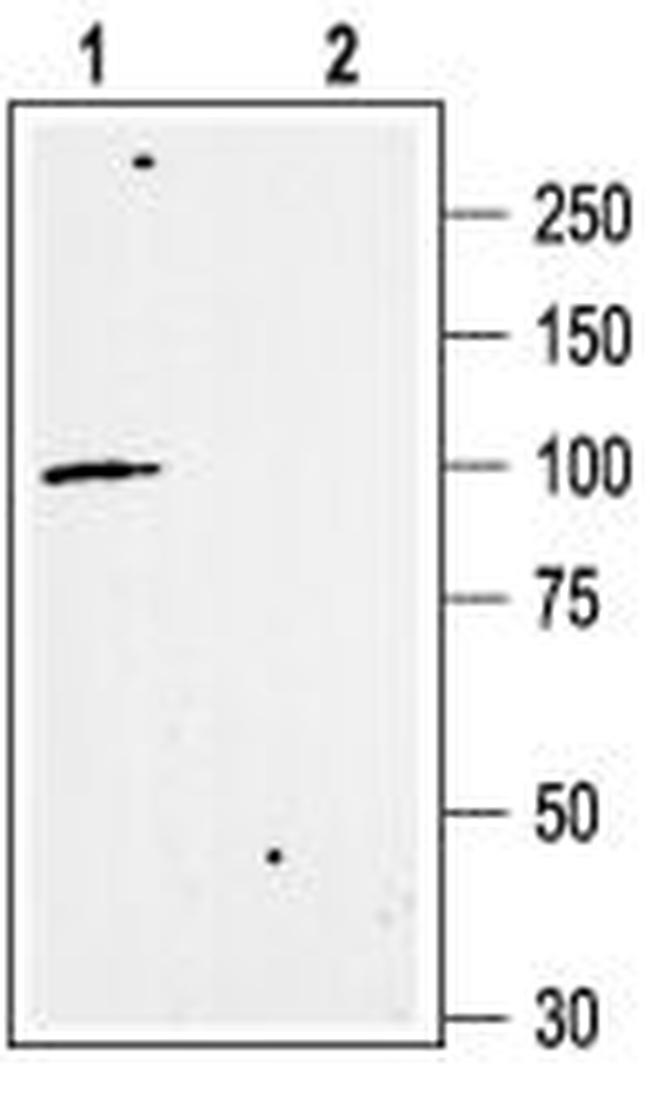 KCNN3 (KCA2.3- SK3) (C-TERM) A