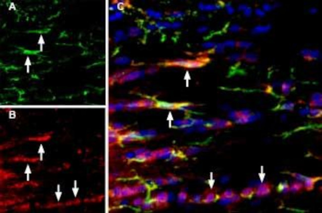 P2X7 RECEPTOR ANTIBODY ATTO 55